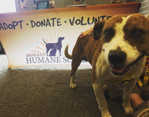 Adorable dog in front of a custom stretch table cover for Spokane Humane Society