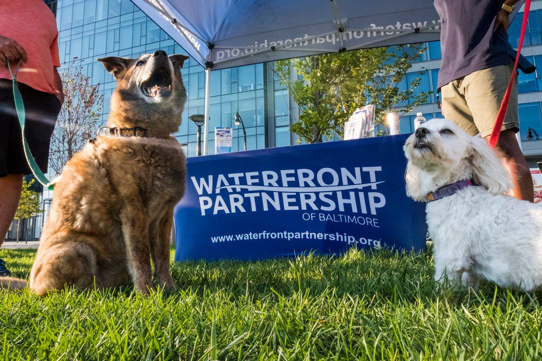 Stretchy table cover customized for waterfront partnership of Baltimore with two dogs posed in front.