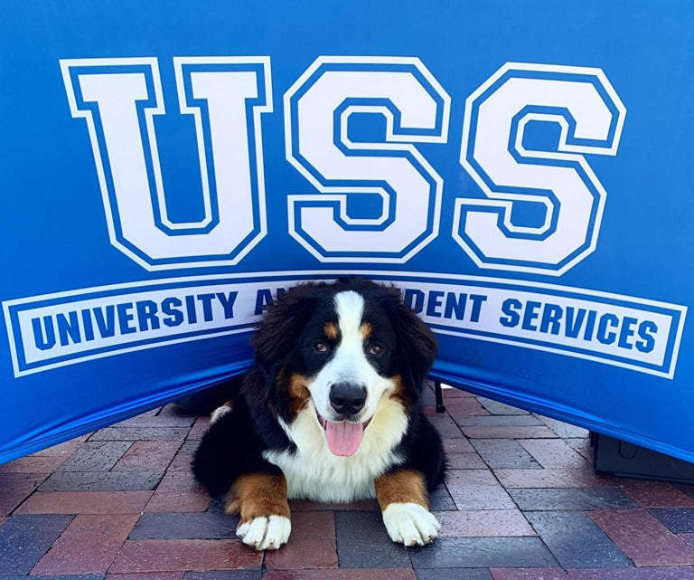 Custom spandex table cover for University and Student Services with Bernese Mountain Dog resting underneath at campus event
