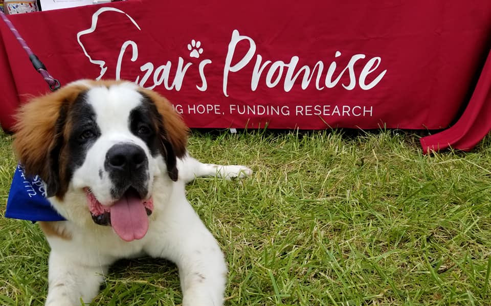Custom table cover for Czar's Promise nonprofit with Saint Bernard dog lying in front at outdoor event