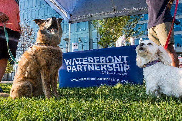 Two dogs posing in front of a blue fitted table cover promoting Waterfront Partnership of Baltimore
