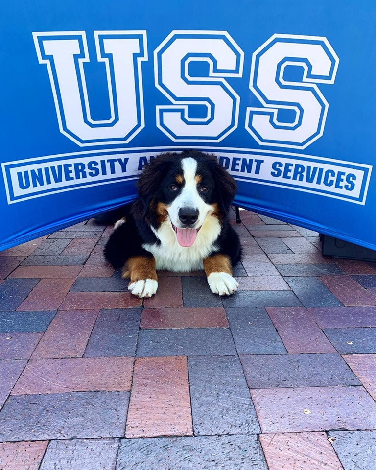 Custom spandex table cover for University and Student Services with Bernese Mountain Dog resting underneath at campus event